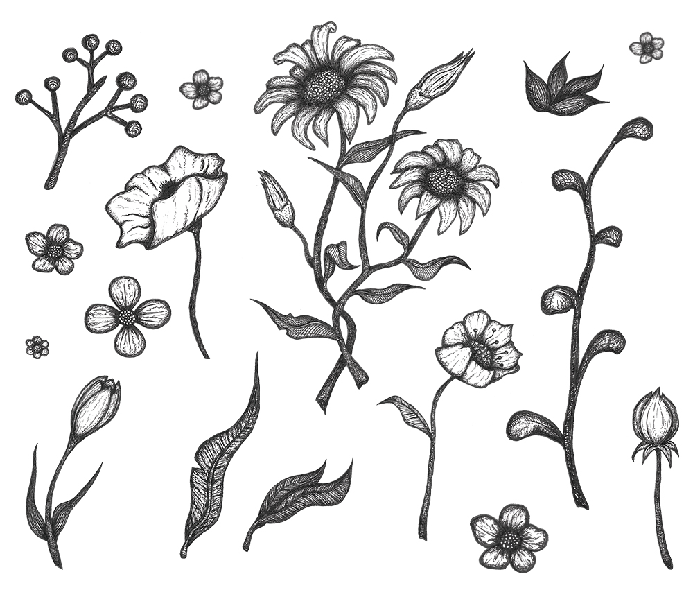 Download Free Flower Drawings Hand Drawn Flower Drawing Floral Artwork